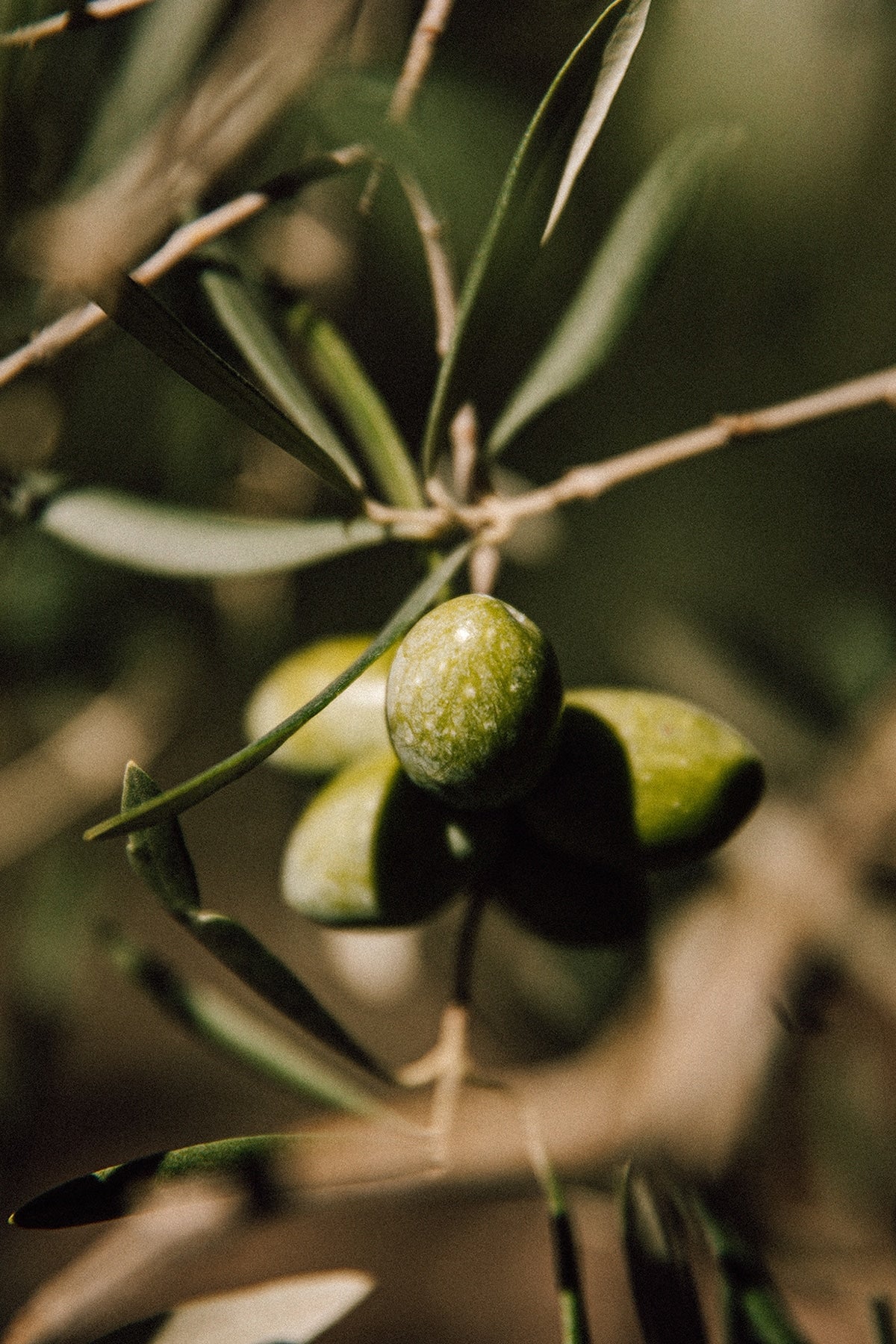 FRENTANUM Natives Olivenöl Extra mittel fruchtig – Vitelium