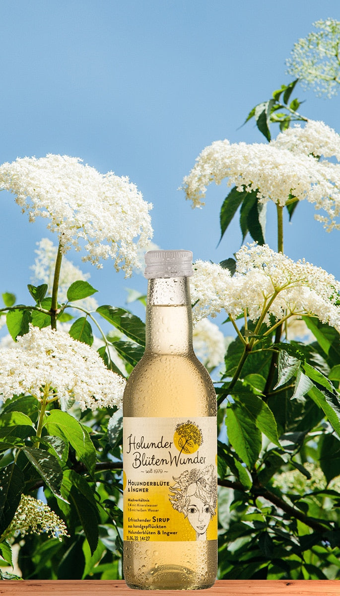 Holunderblüte & Ingwer Premium Sirup