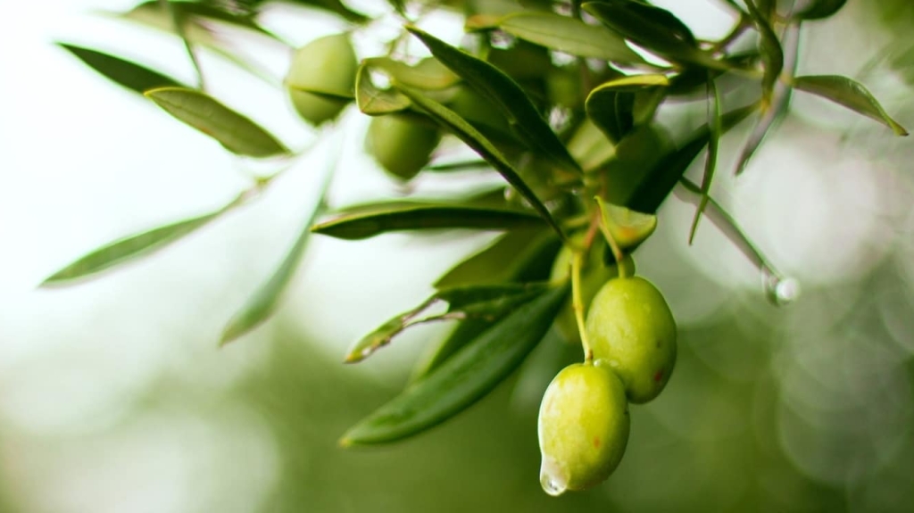 Olivenöl: Eine echte Delikatesse aus Griechenland, Spanien und Italien